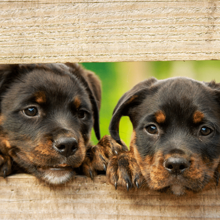 Dog Boarding