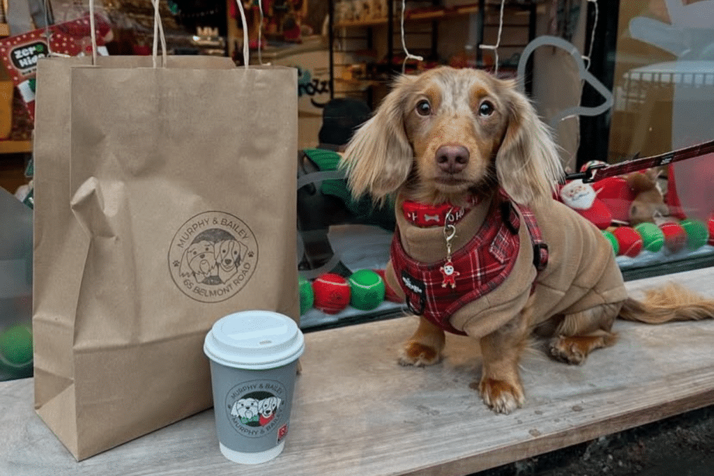 dog friendly places east belfast