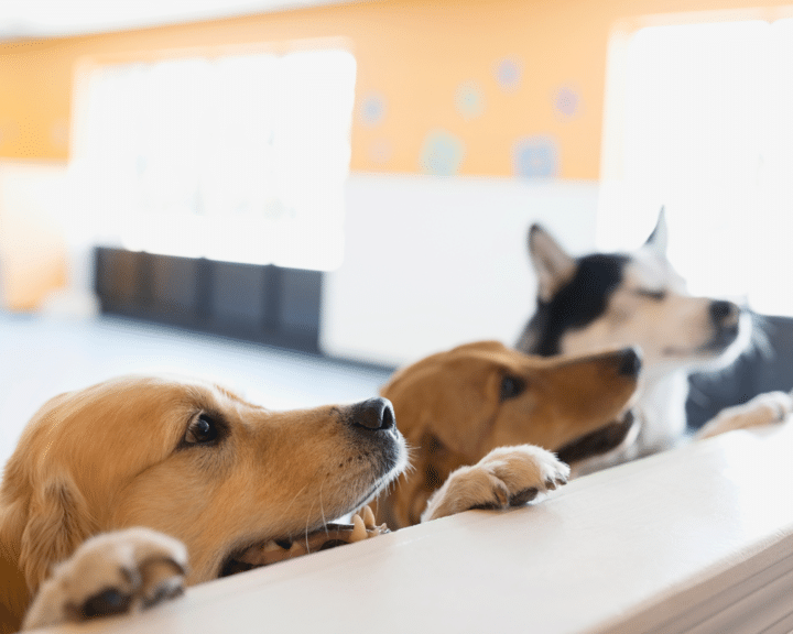Doggy Daycare