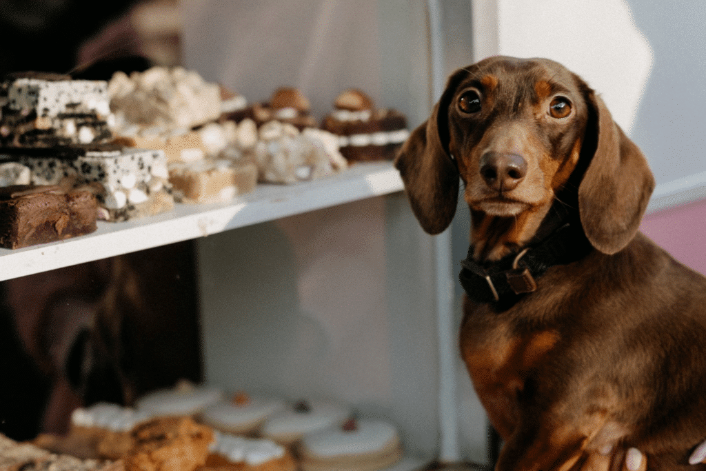 dog friendly belfast