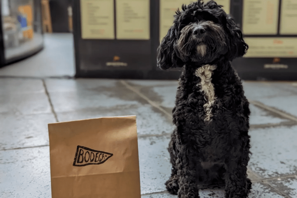 Dog Friendly Belfast