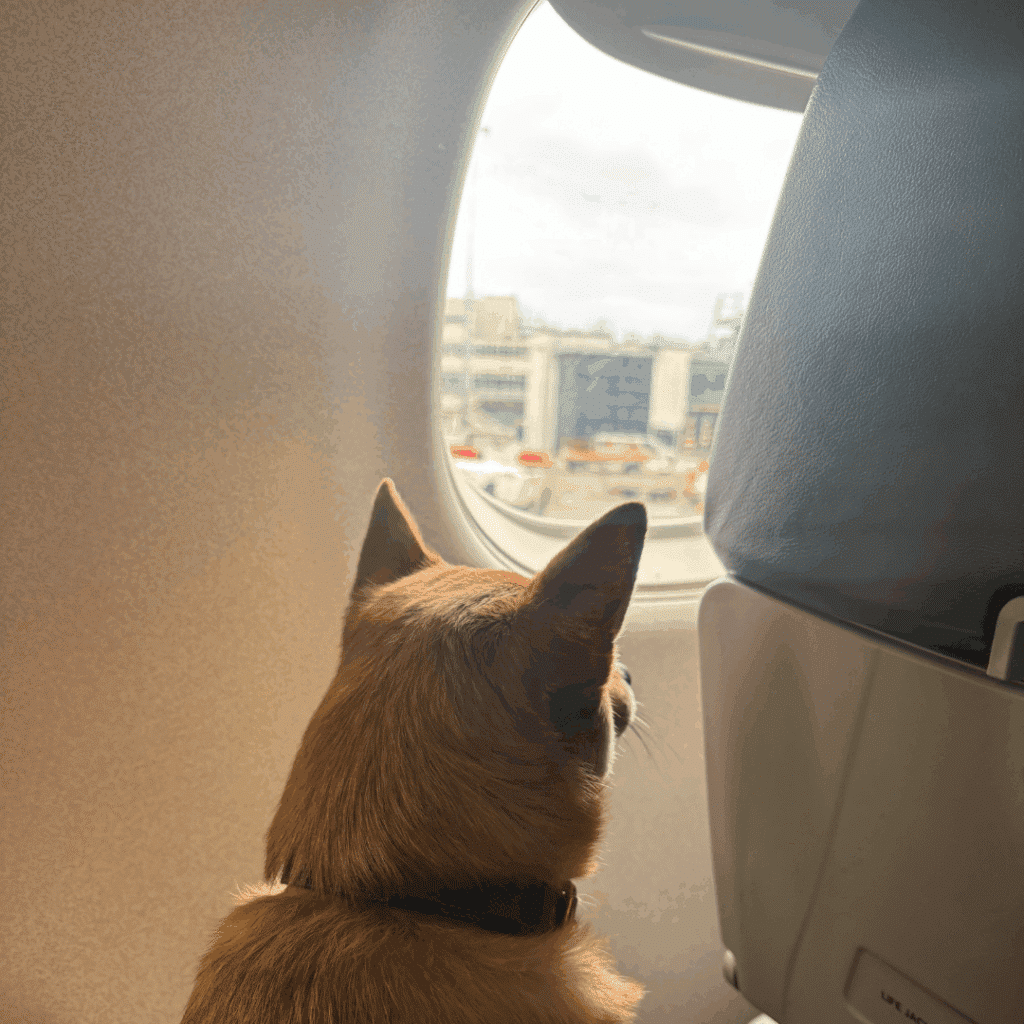 KLM pet-friendly flight for travelling with a dog from Ireland to Europe