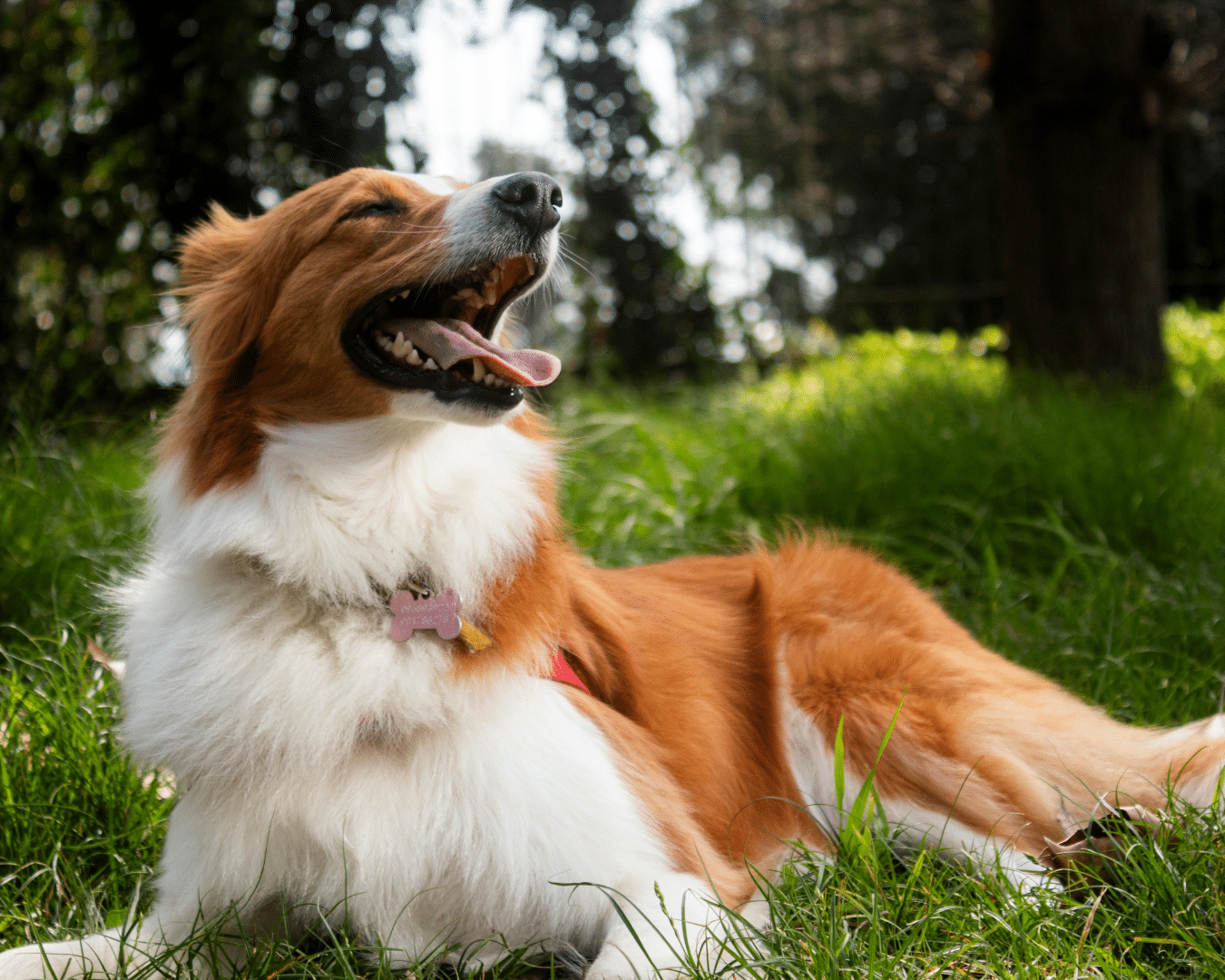 Dog Health & Supplements