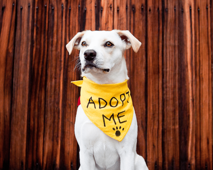 Adoption, Rehoming & Fostering