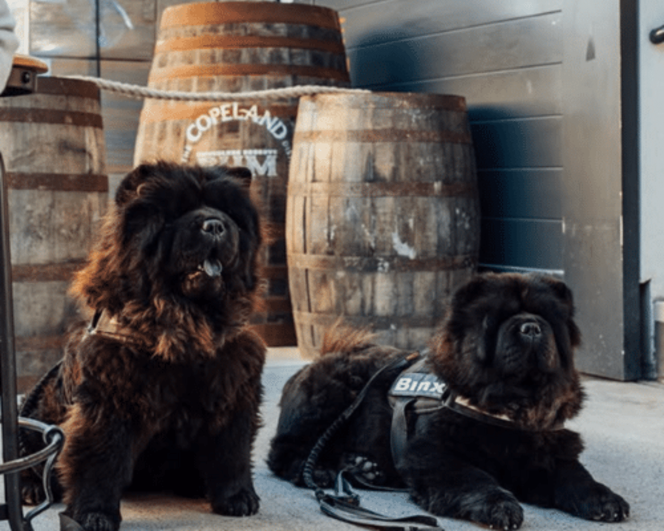 A collage of four photos: a person walking a dog on a path, a thatched-roof stone cottage, a stone archway, and two golden retrievers