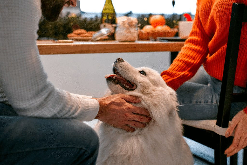 Dog at Christmas Dinner