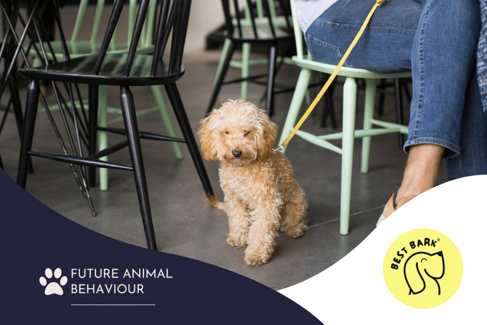 dog friendly cafe Belfast