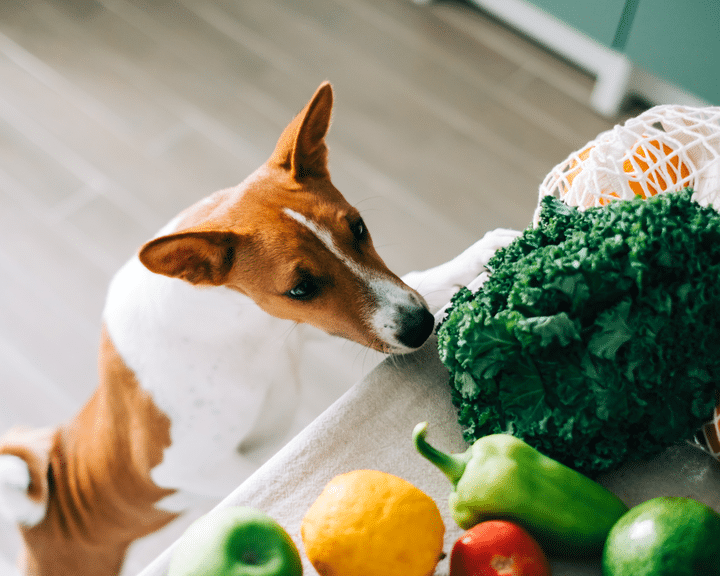 Pet Nutritionist
