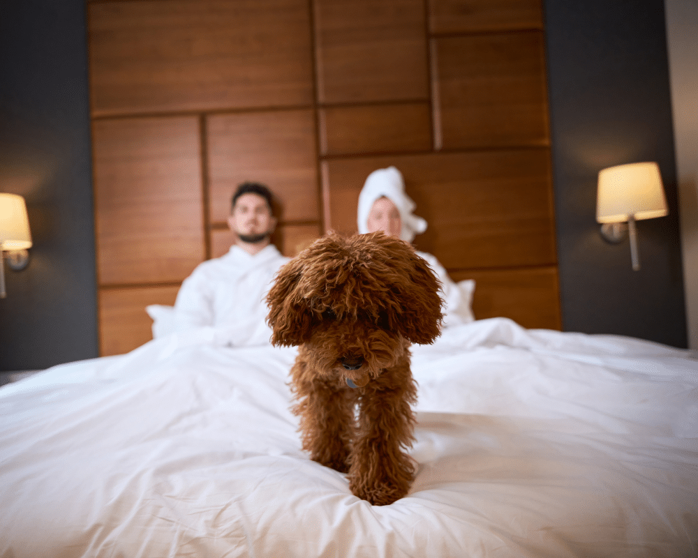 Dog friendly accommodation