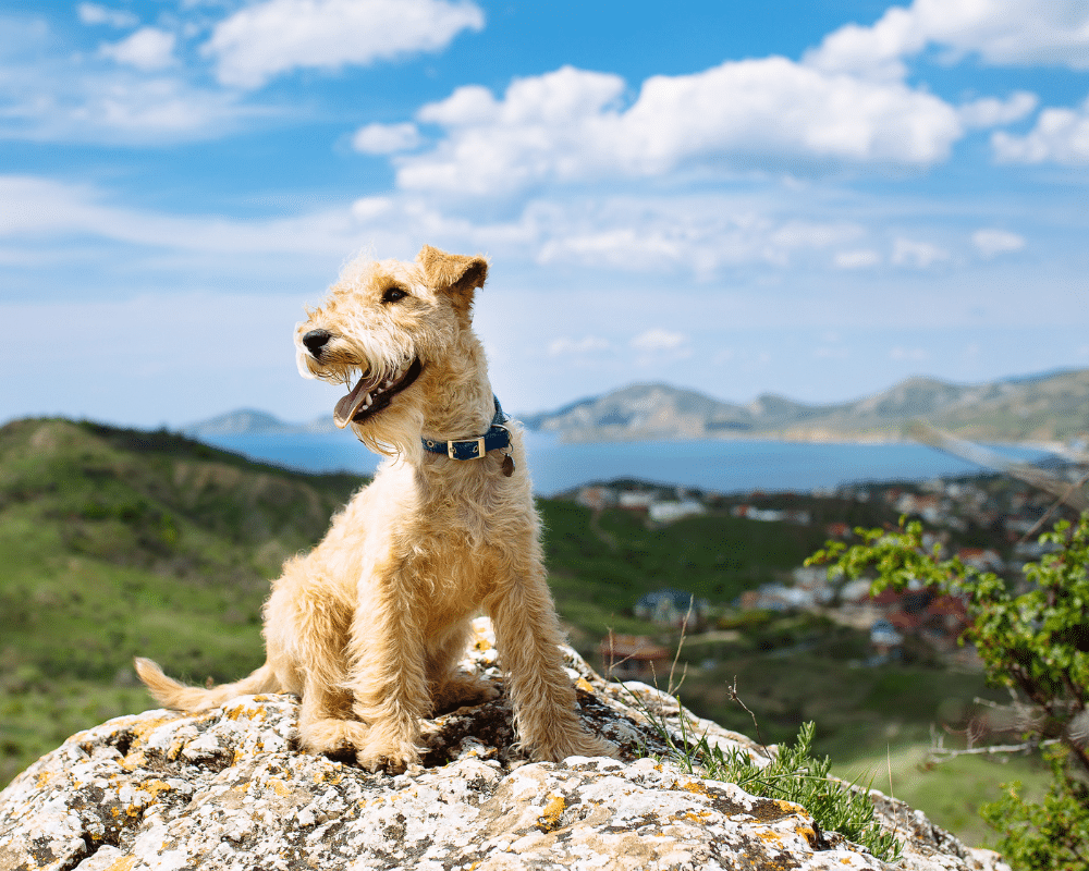 Dog friendly outdoor experience