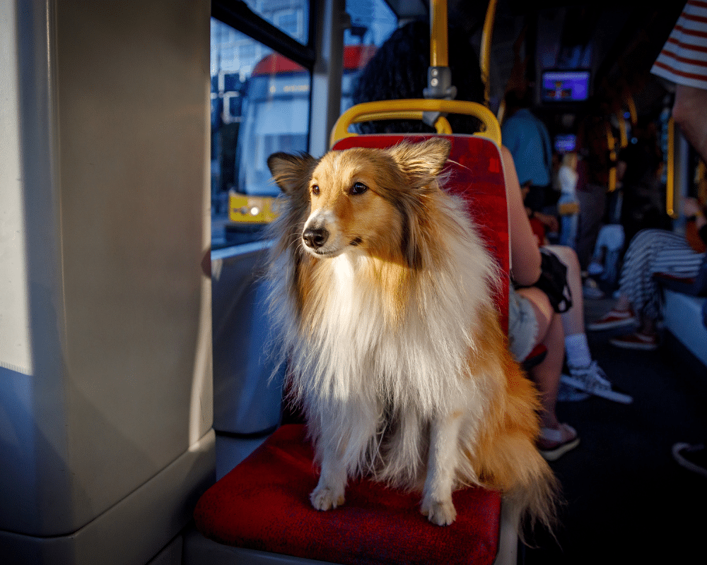 Travelling with a dog