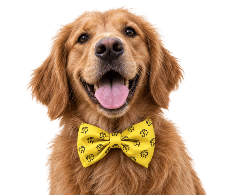 Happy dog wearing a yellow Best Bark bow tie
