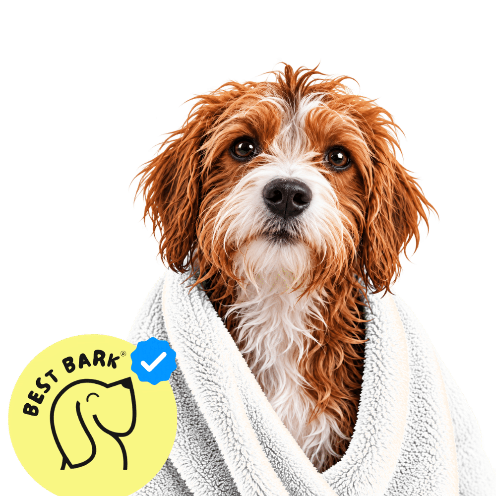 Best Bark dog service provider