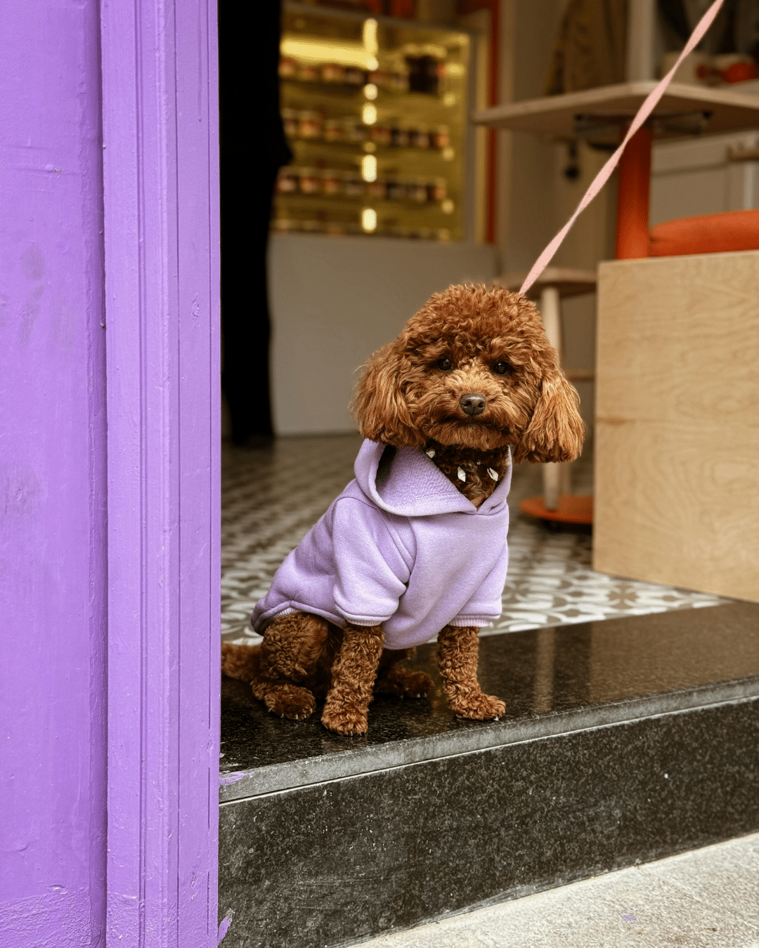 Dog relaxing inside a welcoming dog friendly café